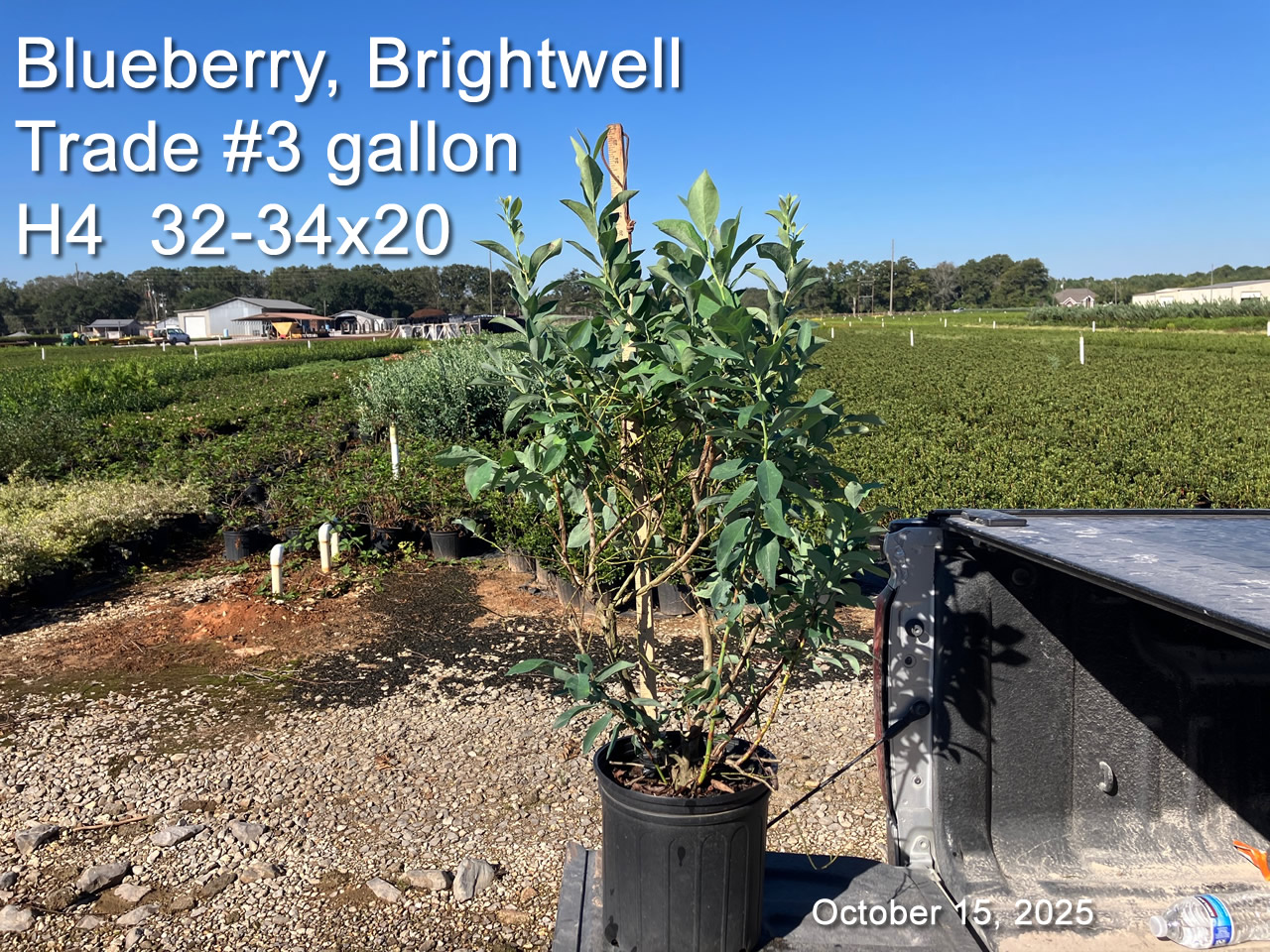 gallery/bbw3t h4 oct15.jpg